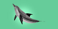 [ dolphin ]